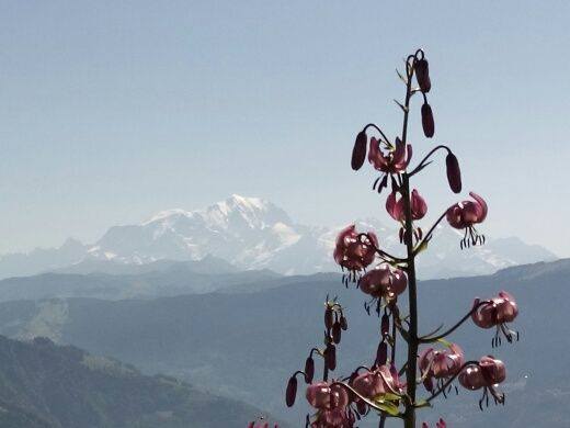 Vue sur le Mont-Blanc