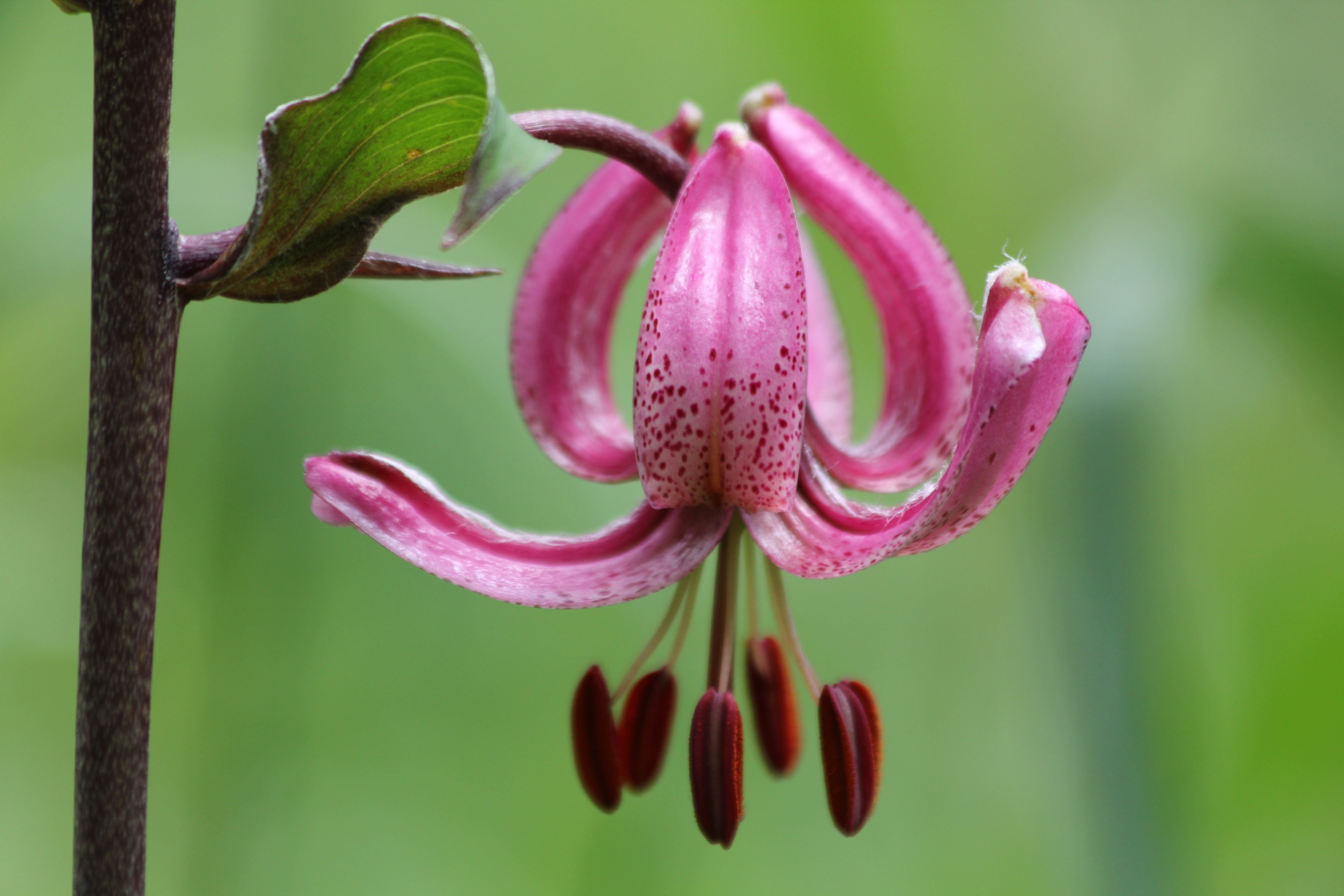 plante de montagne lys martagon