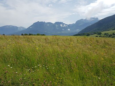 Prairie fleurie au dessus du hameau du Bouchet