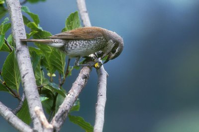 Pie grièche en plein repas