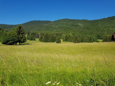 Prairie de fauche et d'alpage du Mariet