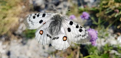 Papillon apollon en train de butiner