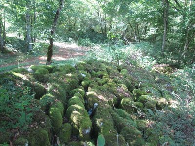 Le lapiaz forestier de la Lézine