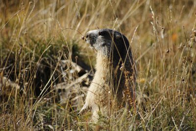 Marmotte en alerte devant son terrier