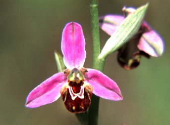 Ophrys abeille