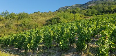 Vignoble de Chignin