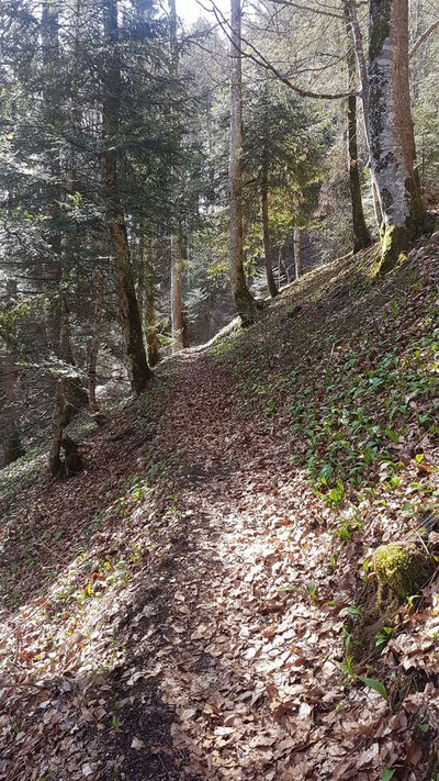 Forêt de la Montagne de Bange