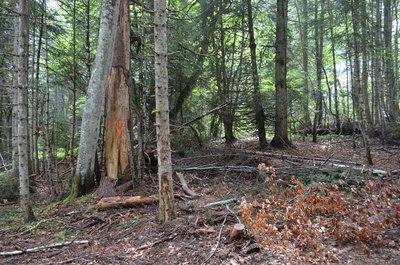 Arbres intérêt écologique