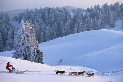 Chien de traîneau