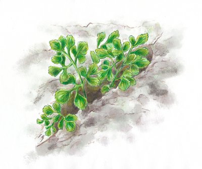 Doradille : Asplenium Ruta-Muraria