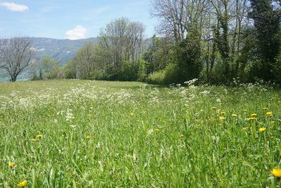 La pelouse pâturée du Grand Joueret