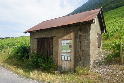 Renouveler la vigne