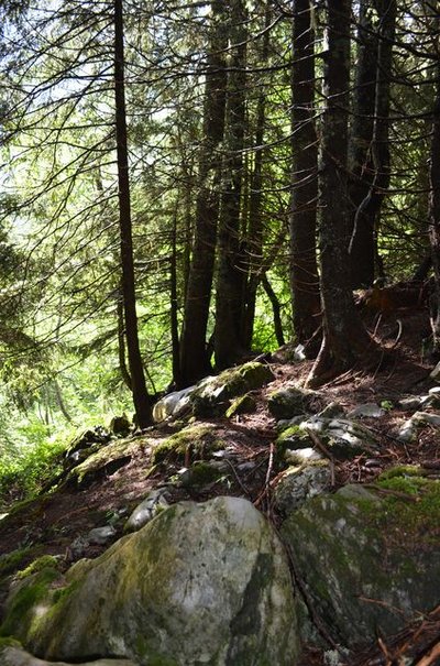 Une forêt biodiverse