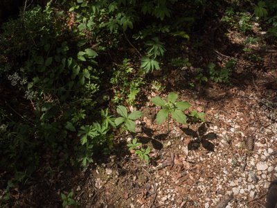 Parisette à quatre feuilles