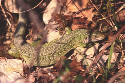 Lézard vert