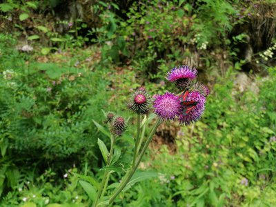 Zoom sur la fleur du Chardon bardane