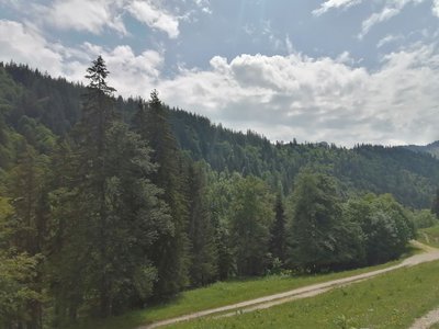 Vue sur la forêt de Coutarse en descendant des chalets d'Orgeval