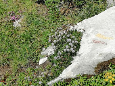 Globulaires à Feuilles Cordées, bien exposées au soleil