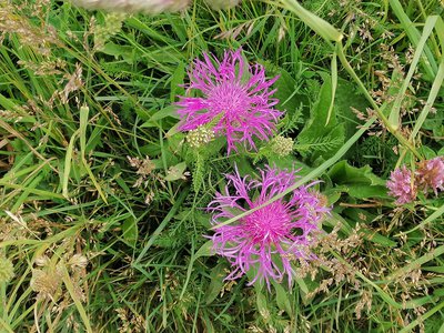 Zoom sur les fleurs de la Centaurée nervée