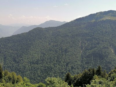 Hêtraie-sapinière au sein de la forêt domaniale de la Combe d'Ire