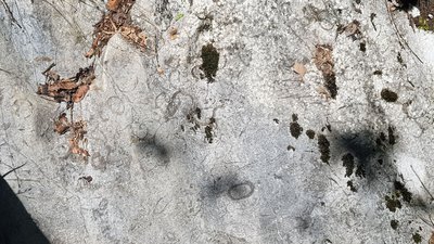 Rudistes observés en aval des Bois du Planay