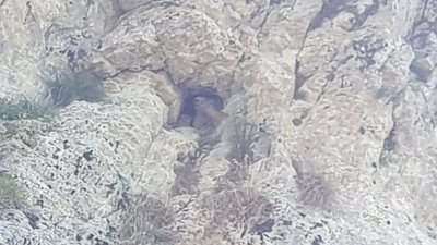 Marmotte se cachant dans une galerie