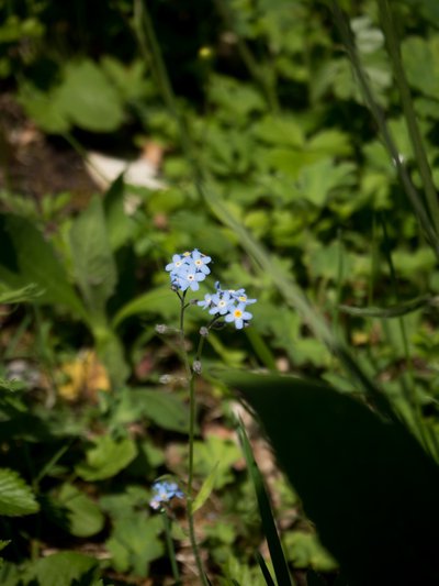 Myosotis