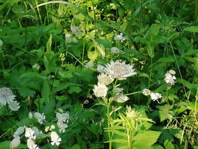 Zoom sur la fleur délicate de la Grande Astrance