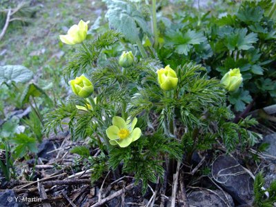 Fleurs jaunes de l'Anémone des Alpes (Anémone soufrée)