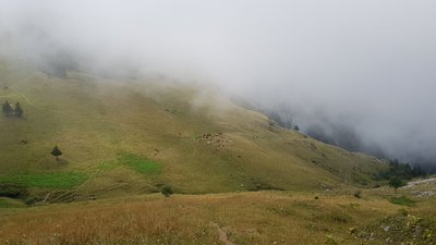 Au sein de l'alpage, un troupeau de génisses est observable