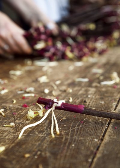 Jeune pied de vigne tout juste greffé