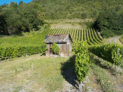 Sarto viticole au-dessus de St Jean de la Porte