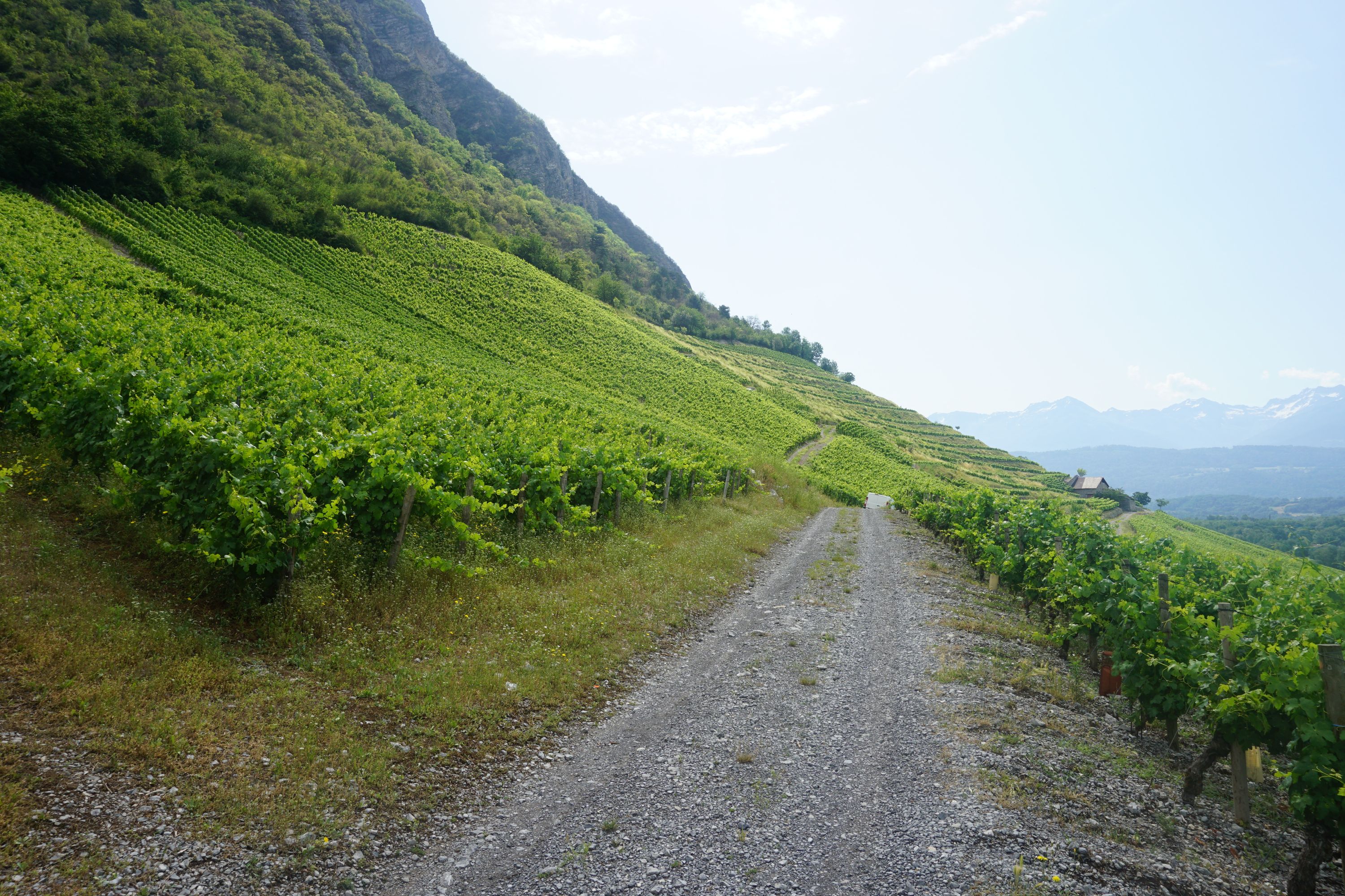 Chemin serpentant au milieu des vignes